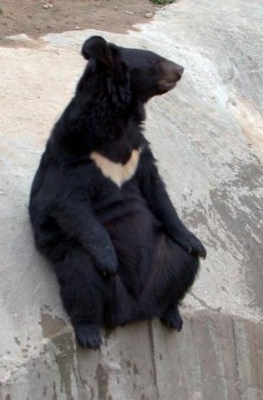 Гималайский медведь